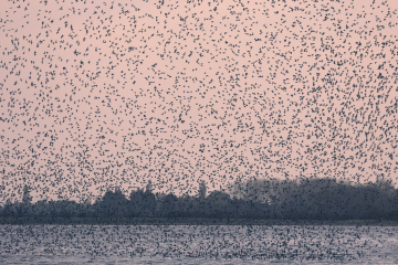 Dunlin Flock over River Parrett.jpg